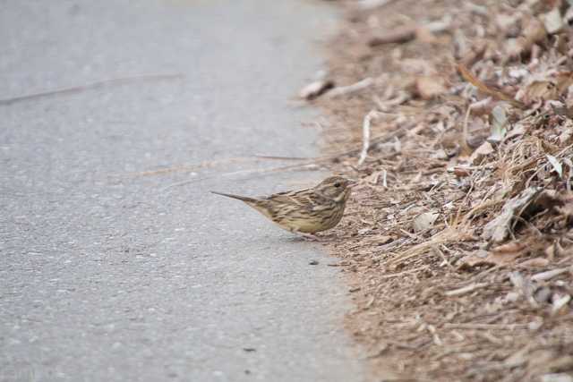 守谷野鳥の森 アオジの写真 by natoto