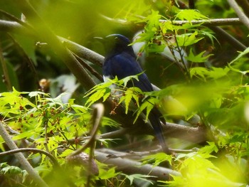 Thu, 4/8/2021 Birding report at 岩屋堂公園