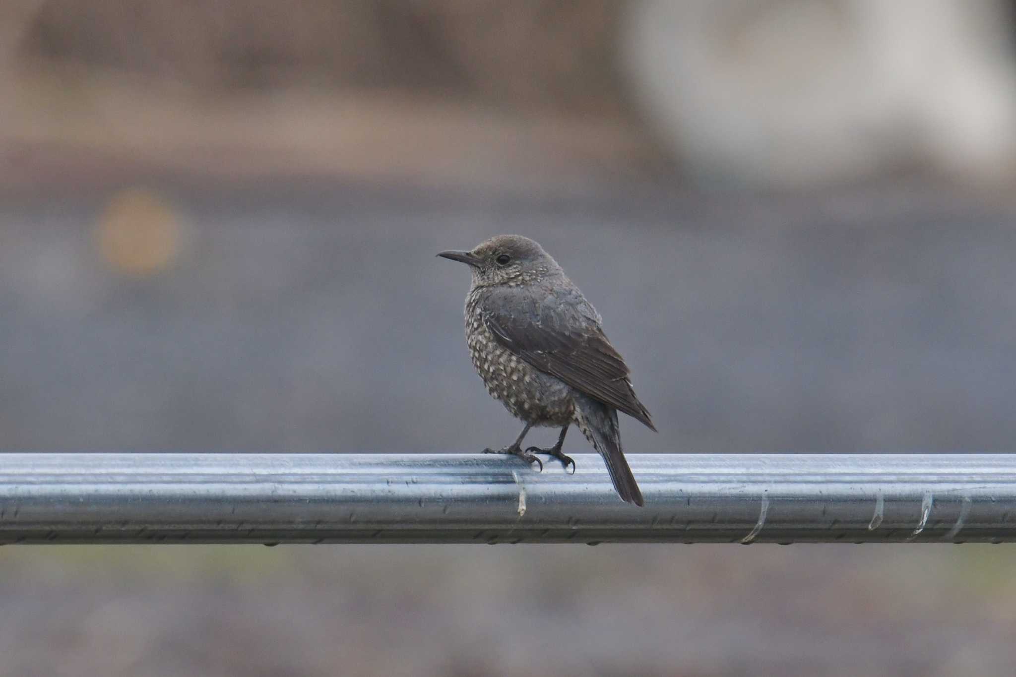 大阪南港野鳥園 イソヒヨドリの写真 by あひる