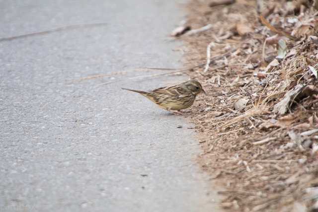 守谷野鳥の森 アオジの写真 by natoto