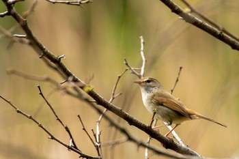 Sat, 4/3/2021 Birding report at Kitamoto Nature Observation Park