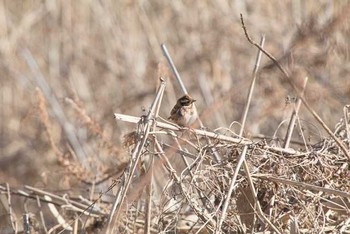 カシラダカ 守谷野鳥の森 2017年2月13日(月)