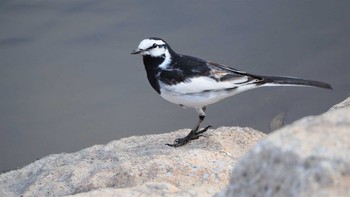 ハクセキレイ 大沼親水公園 2021年4月1日(木)