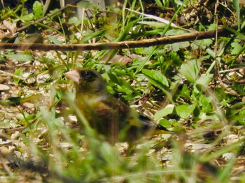 カワラヒワ 場所が不明 2021年3月23日(火)