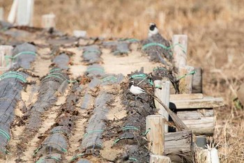 セグロセキレイ 守谷野鳥の森 2017年2月13日(月)