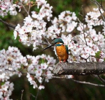 カワセミ 東京都多摩地域 2021年4月1日(木)