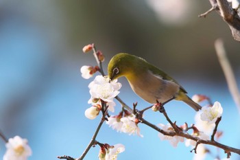 メジロ 西宮市 2021年2月21日(日)