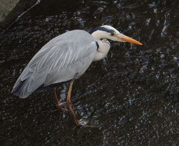 アオサギ 葛西臨海公園 2021年3月29日(月)