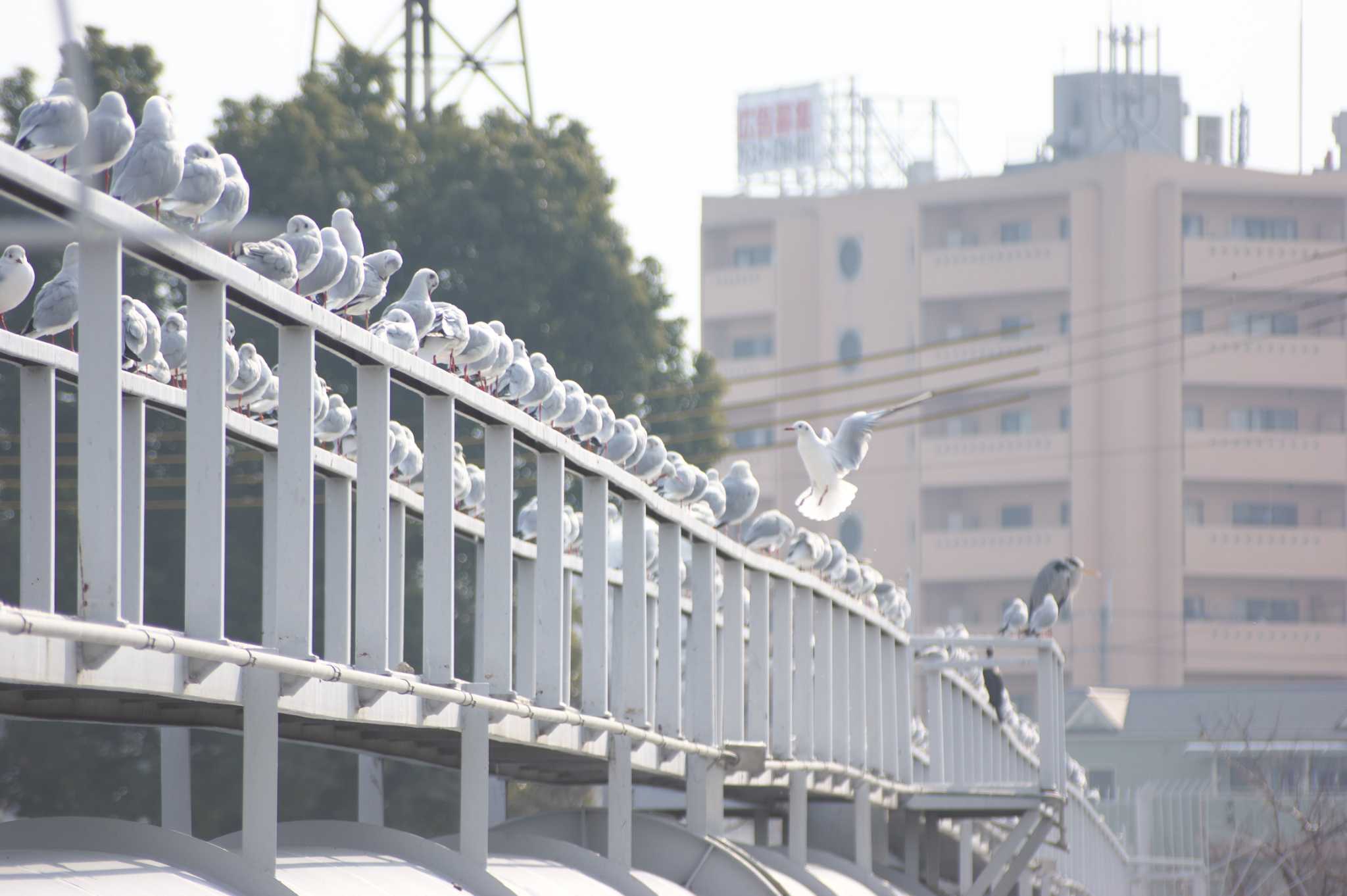 Photo of Black-headed Gull at 吹田市 by img.tko.pict