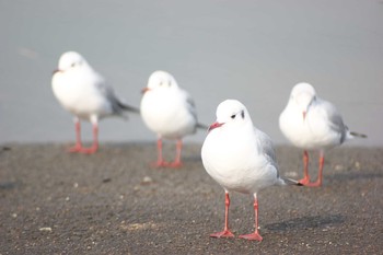 Black-headed Gull 吹田市 Wed, 2/11/2009