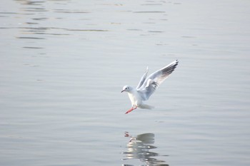 ユリカモメ 吹田市 2009年2月11日(水)