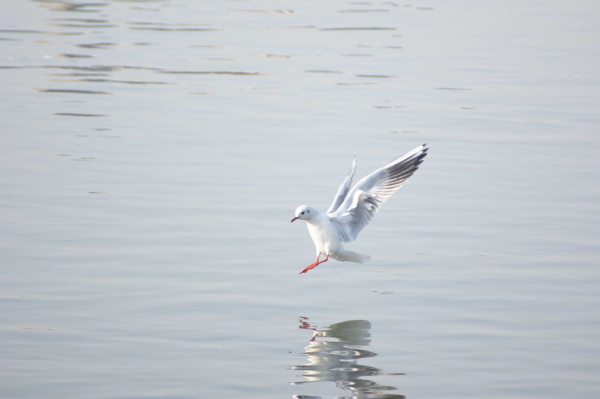 Photo of Black-headed Gull at 吹田市 by img.tko.pict