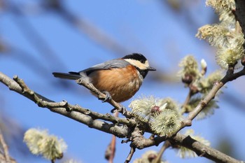 Thu, 4/8/2021 Birding report at 北海道 函館市 東山