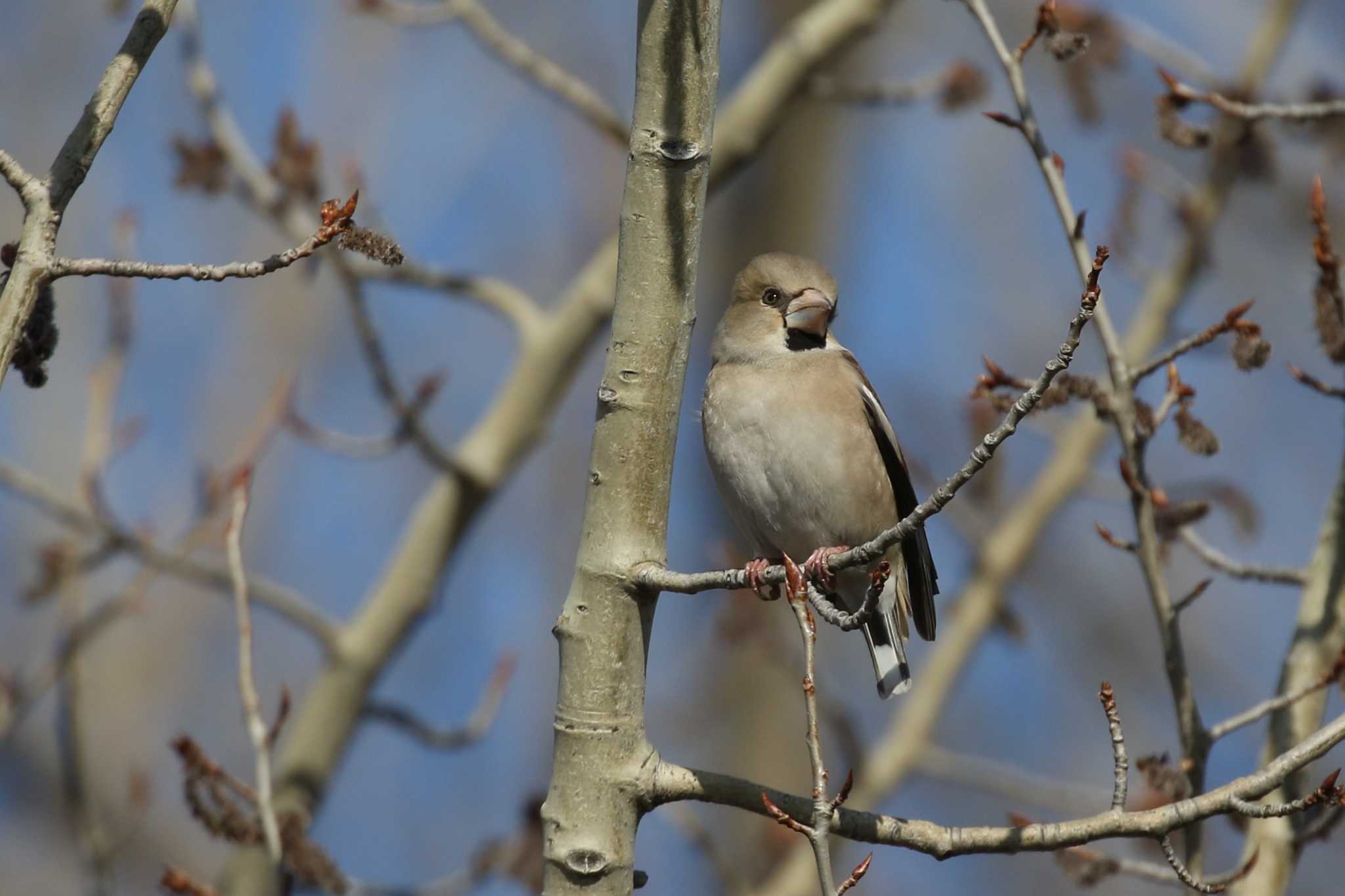 Hawfinch