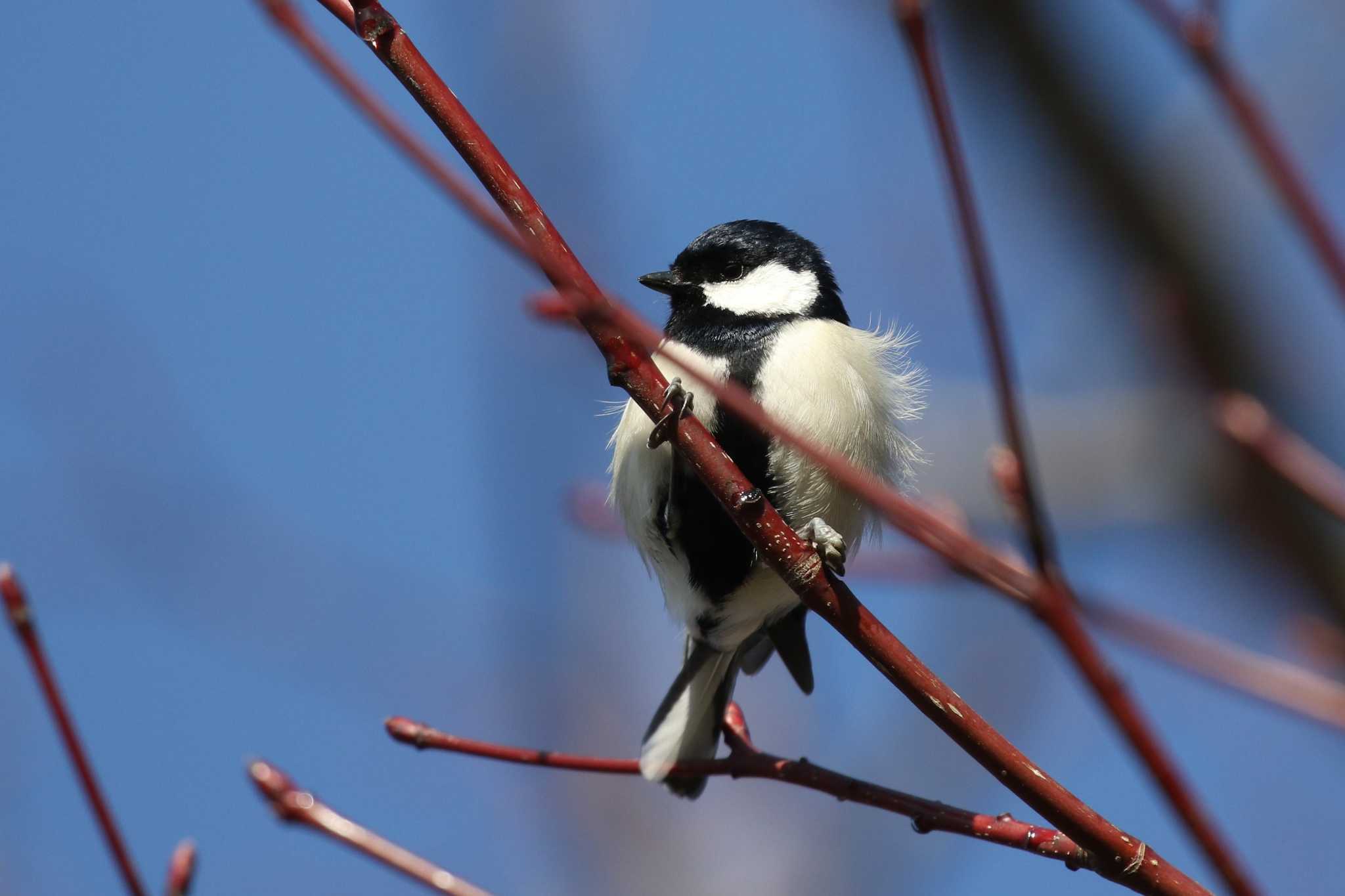 Japanese Tit