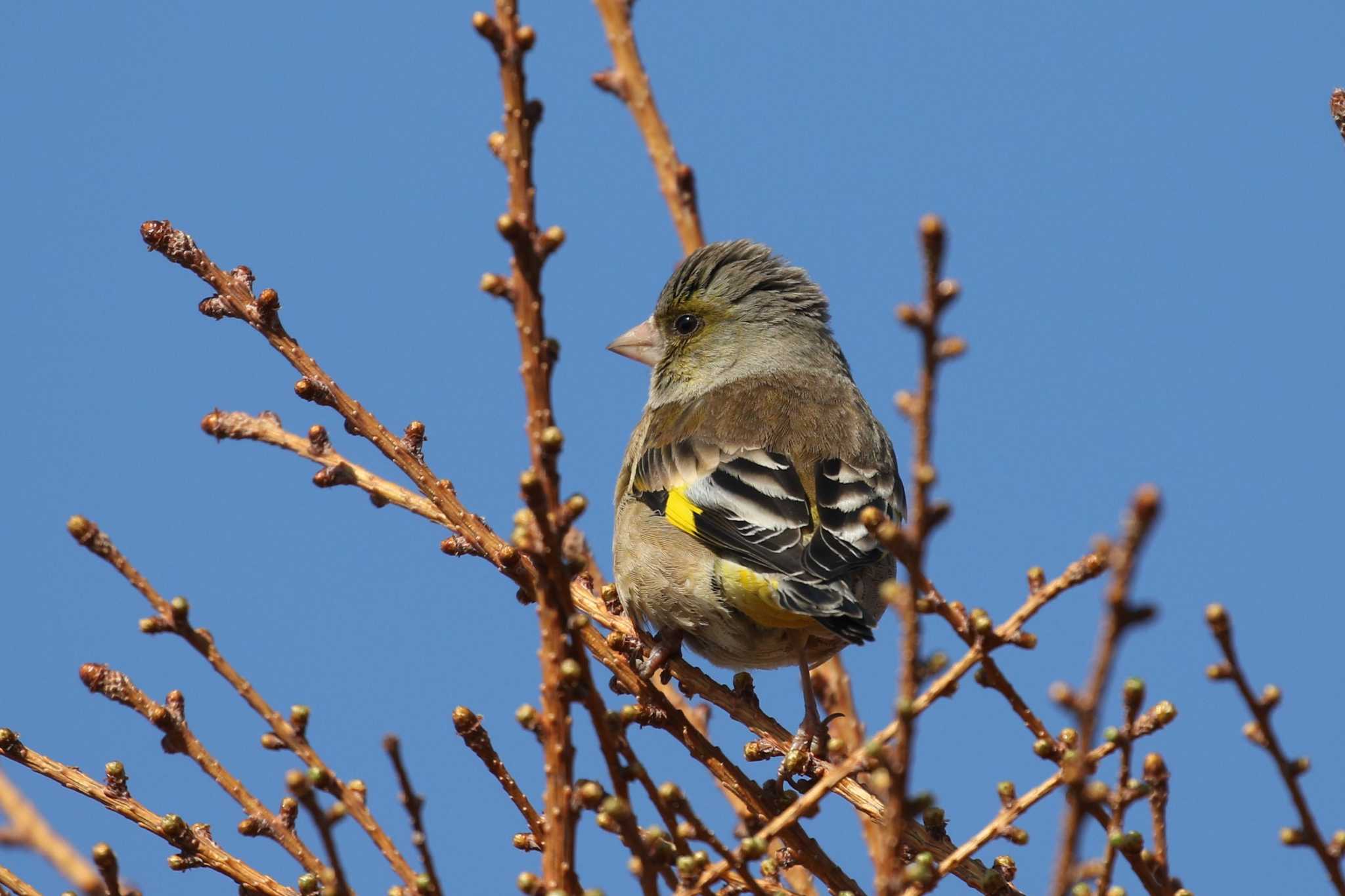 Grey-capped Greenfinch