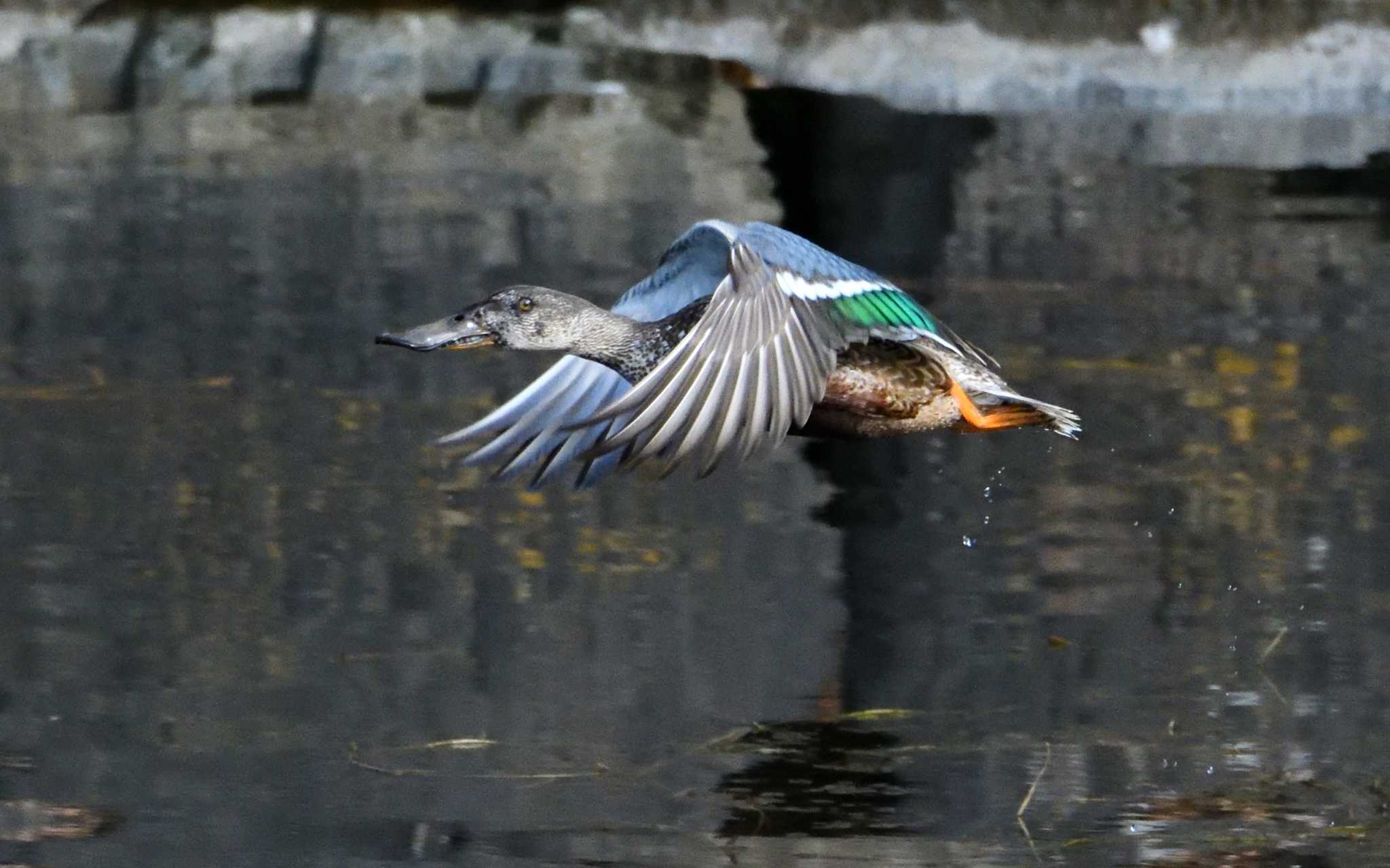 皇居のお堀 ハシビロガモの写真 by しげじー