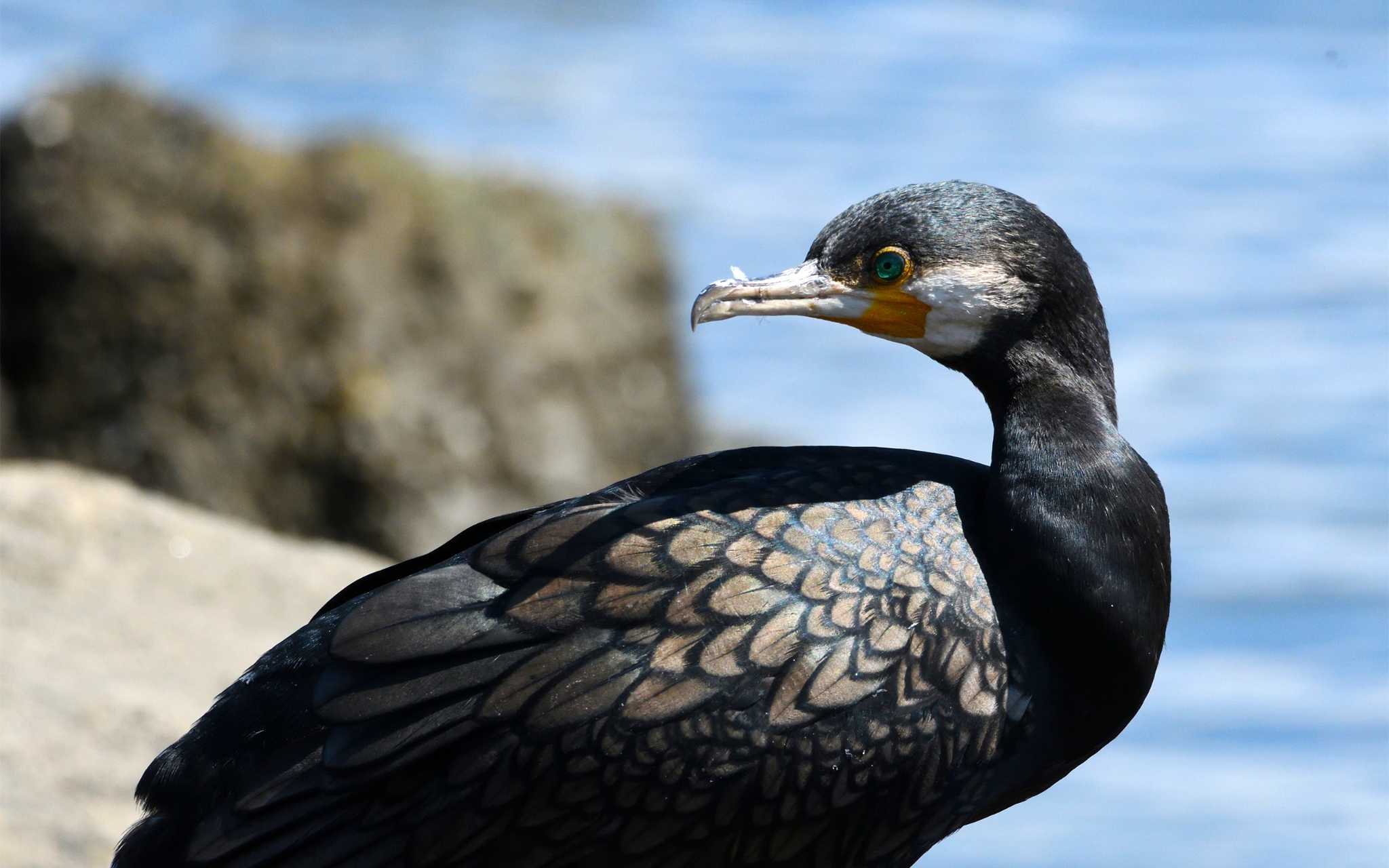 東京港野鳥公園 カワウの写真 by しげじー