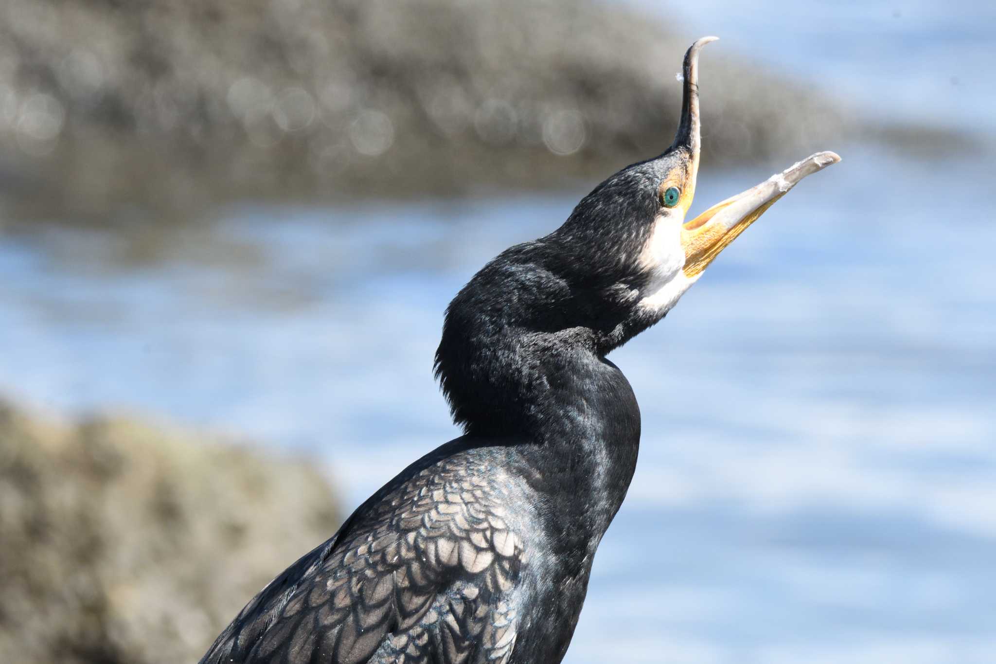 東京港野鳥公園 カワウの写真 by しげじー