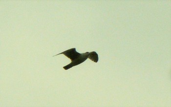 2021年3月28日(日) 観音崎公園の野鳥観察記録