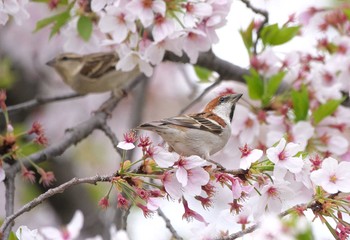 ニュウナイスズメ 鴻巣市 2021年4月4日(日)