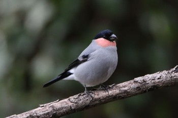 ウソ 権現山(弘法山公園) 2017年2月19日(日)