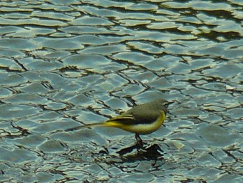 2021年4月2日(金) 裾野の野鳥観察記録