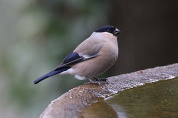 ウソ 権現山(弘法山公園) 2017年2月19日(日)