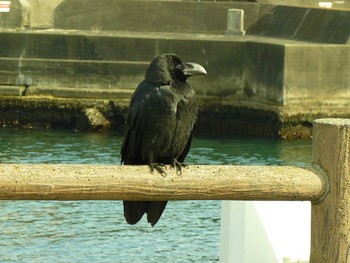 2021年4月2日(金) 箱根早川の野鳥観察記録