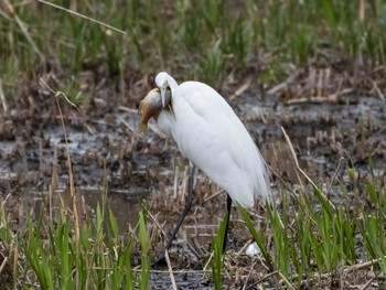 Great Egret Shakujii Park Sat, 3/20/2021