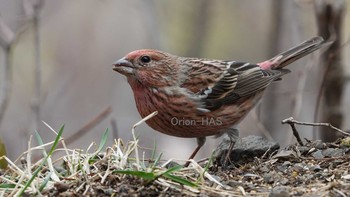 Pallas's Rosefinch 埼玉県 Tue, 3/30/2021