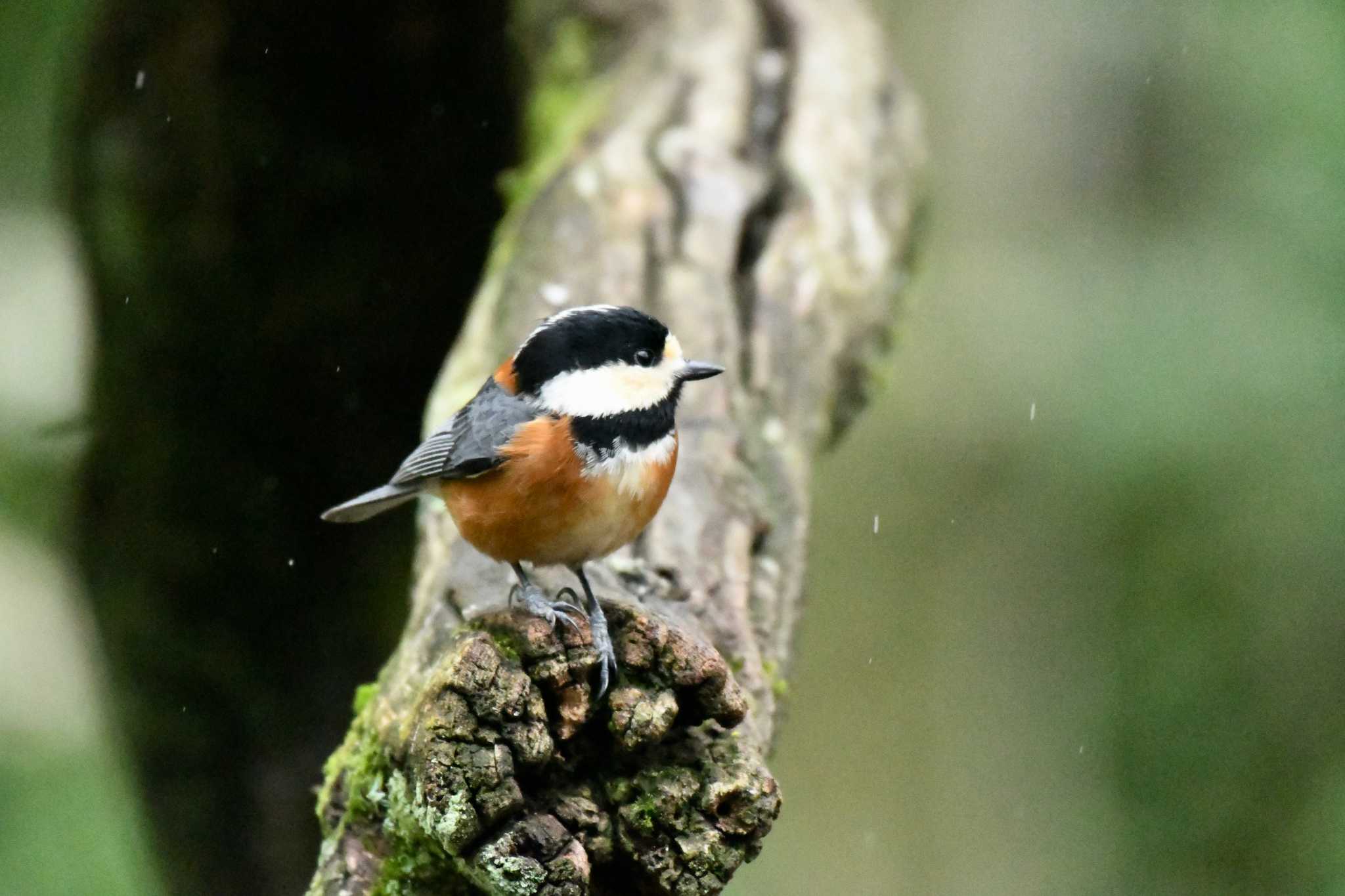 Varied Tit