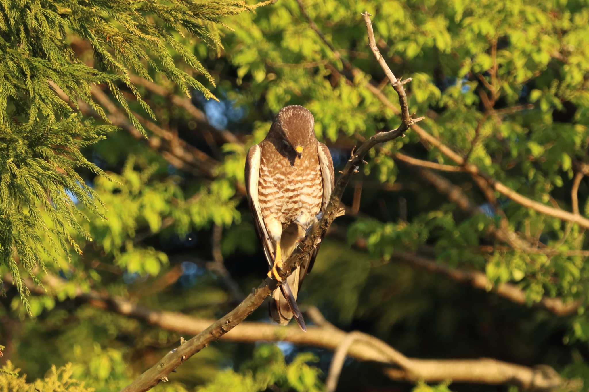 守谷市 サシバの写真 by ogashiwa_bird