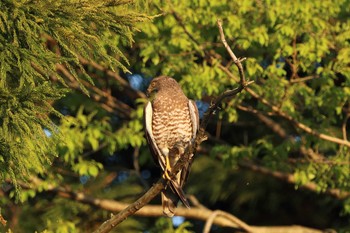 Grey-faced Buzzard 守谷市 Wed, 4/7/2021