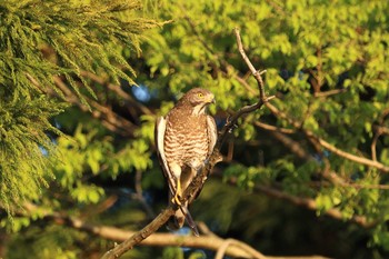 Grey-faced Buzzard 守谷市 Wed, 4/7/2021