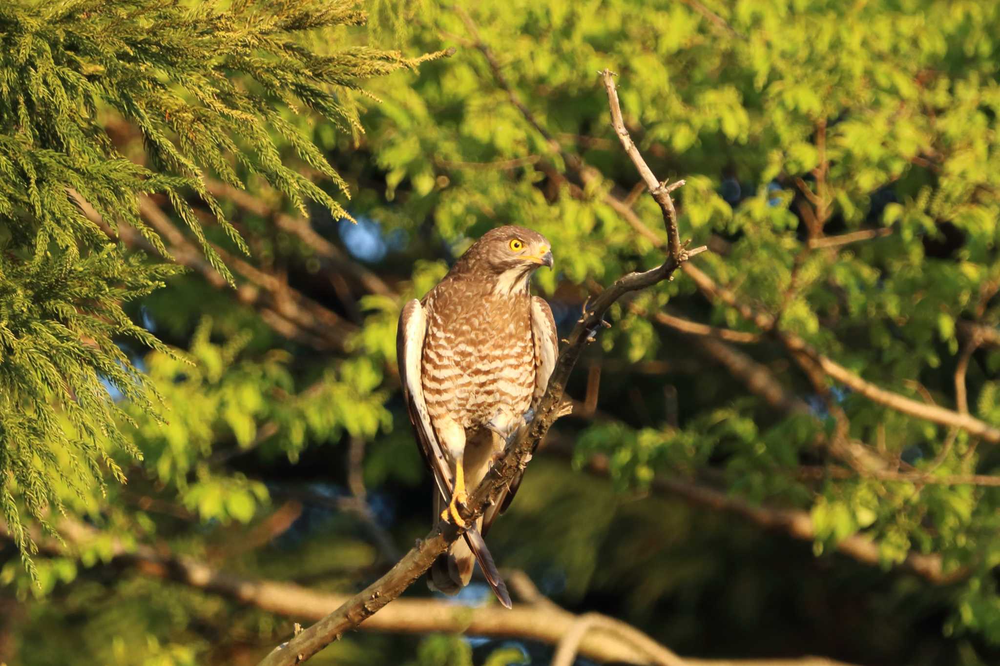 守谷市 サシバの写真 by ogashiwa_bird