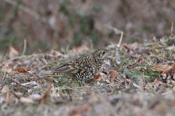 トラツグミ 権現山(弘法山公園) 2017年2月19日(日)