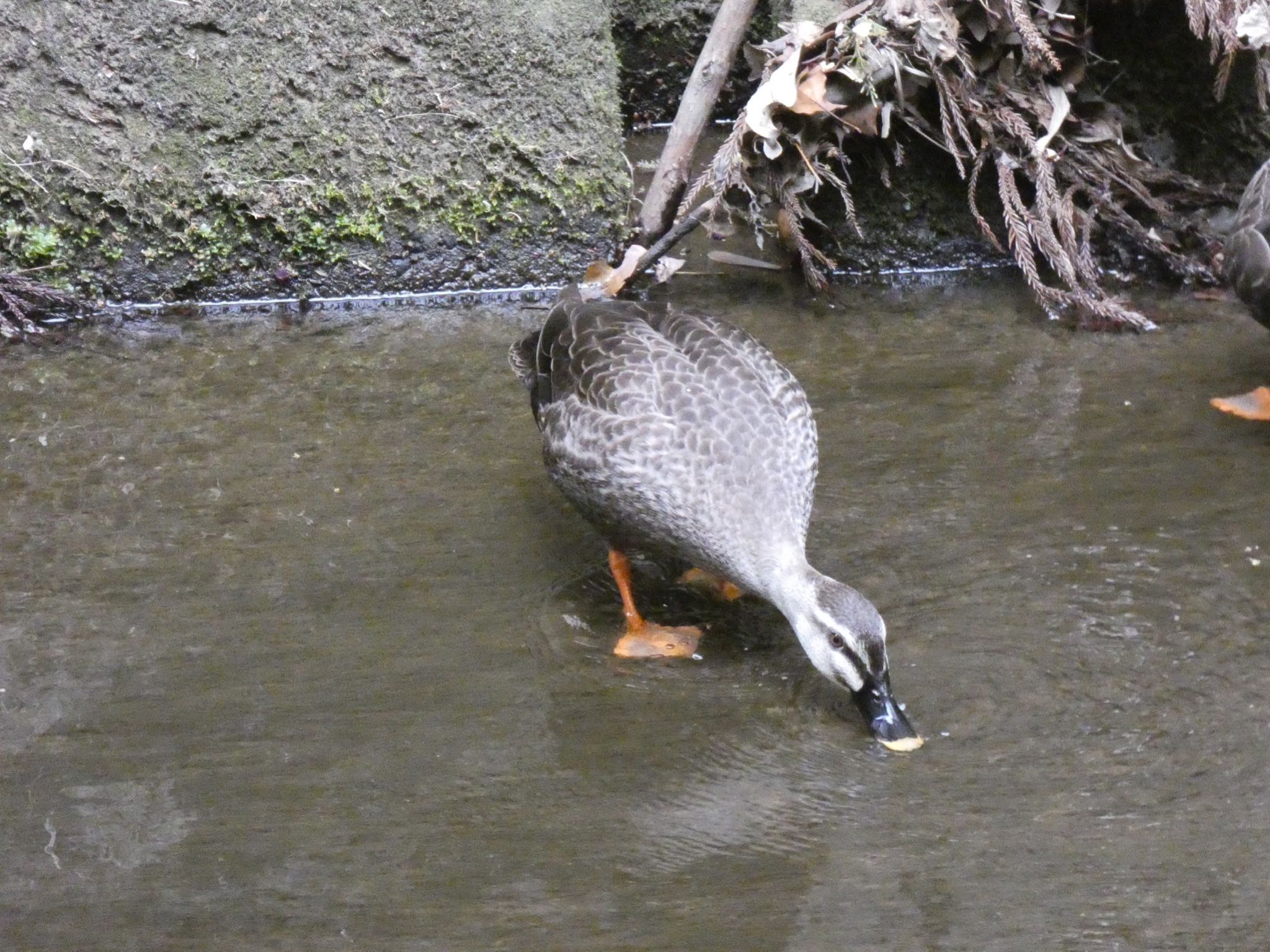 Eastern Spot-billed Duck