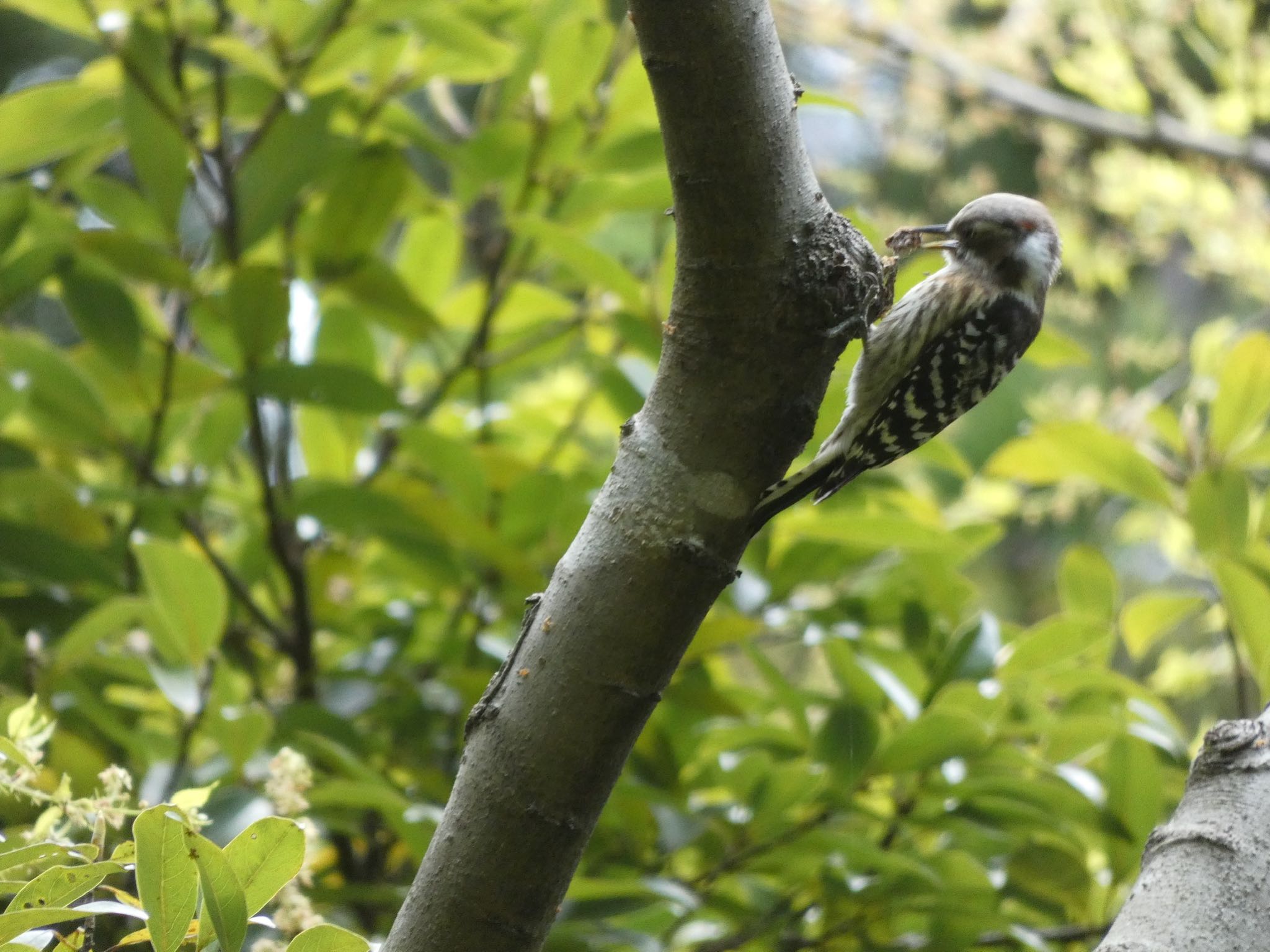 Japanese Pygmy Woodpecker