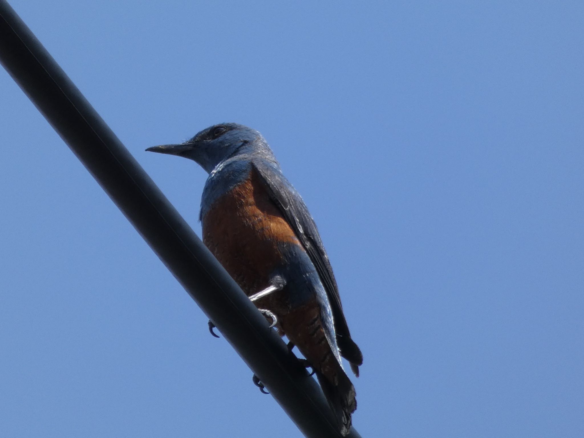 Blue Rock Thrush