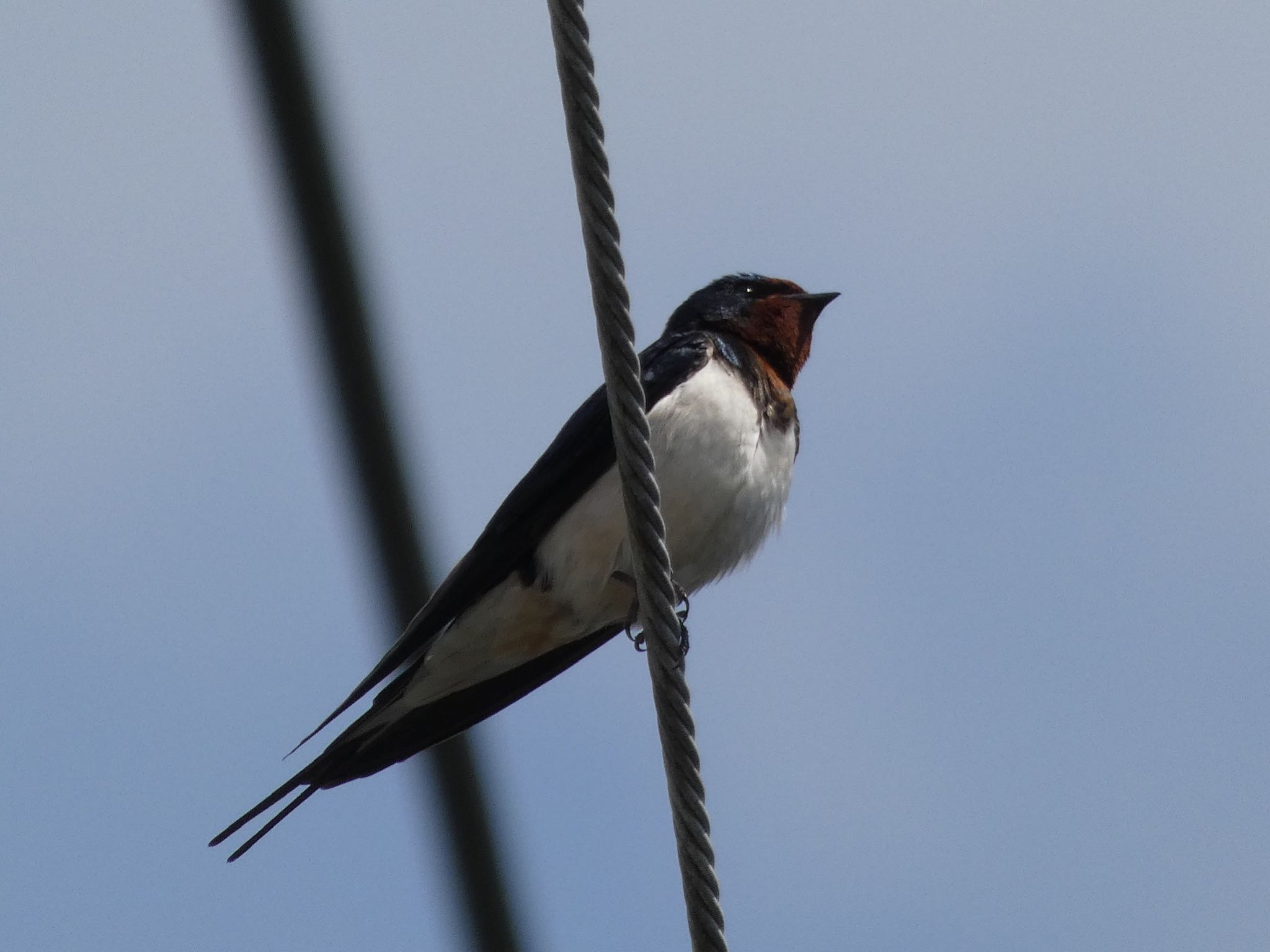 Photo of Barn Swallow at Moritogawa by yoshikichi