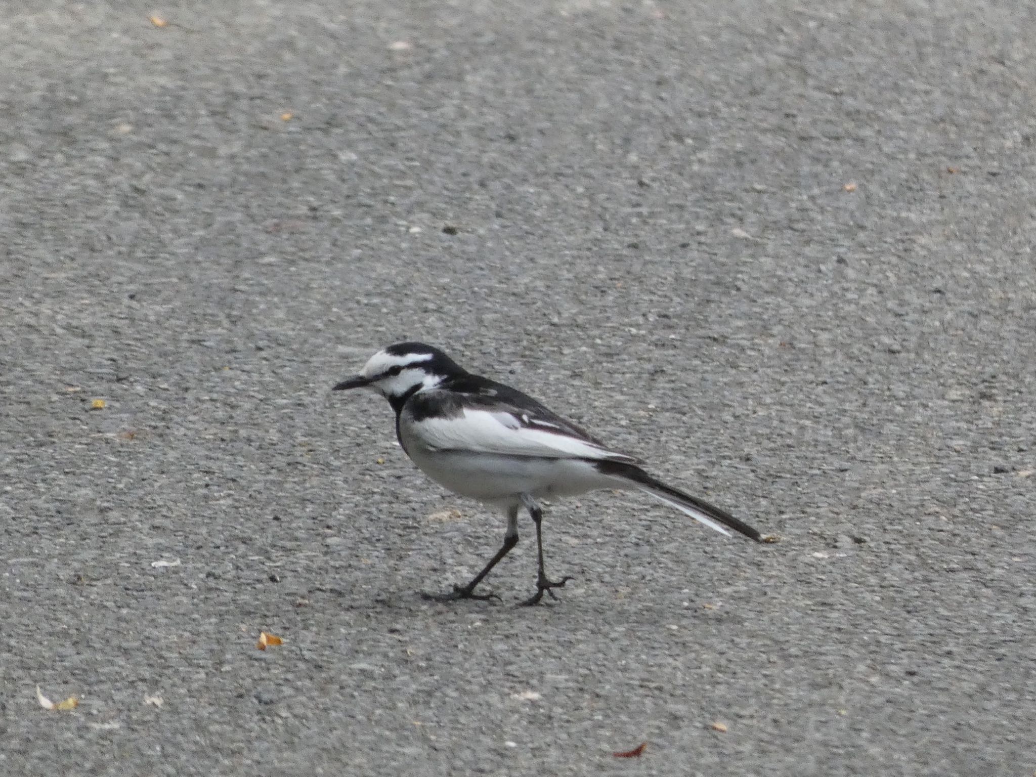 White Wagtail