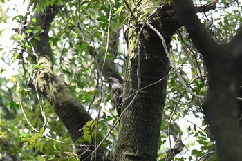 Japanese Green Woodpecker 春日山原始林 Thu, 4/8/2021