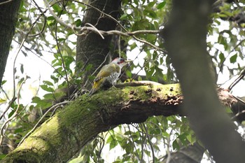 Japanese Green Woodpecker 春日山原始林 Thu, 4/8/2021