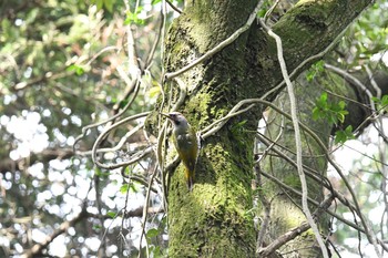 Japanese Green Woodpecker 春日山原始林 Thu, 4/8/2021