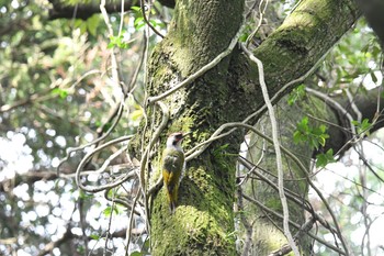 Japanese Green Woodpecker 春日山原始林 Thu, 4/8/2021