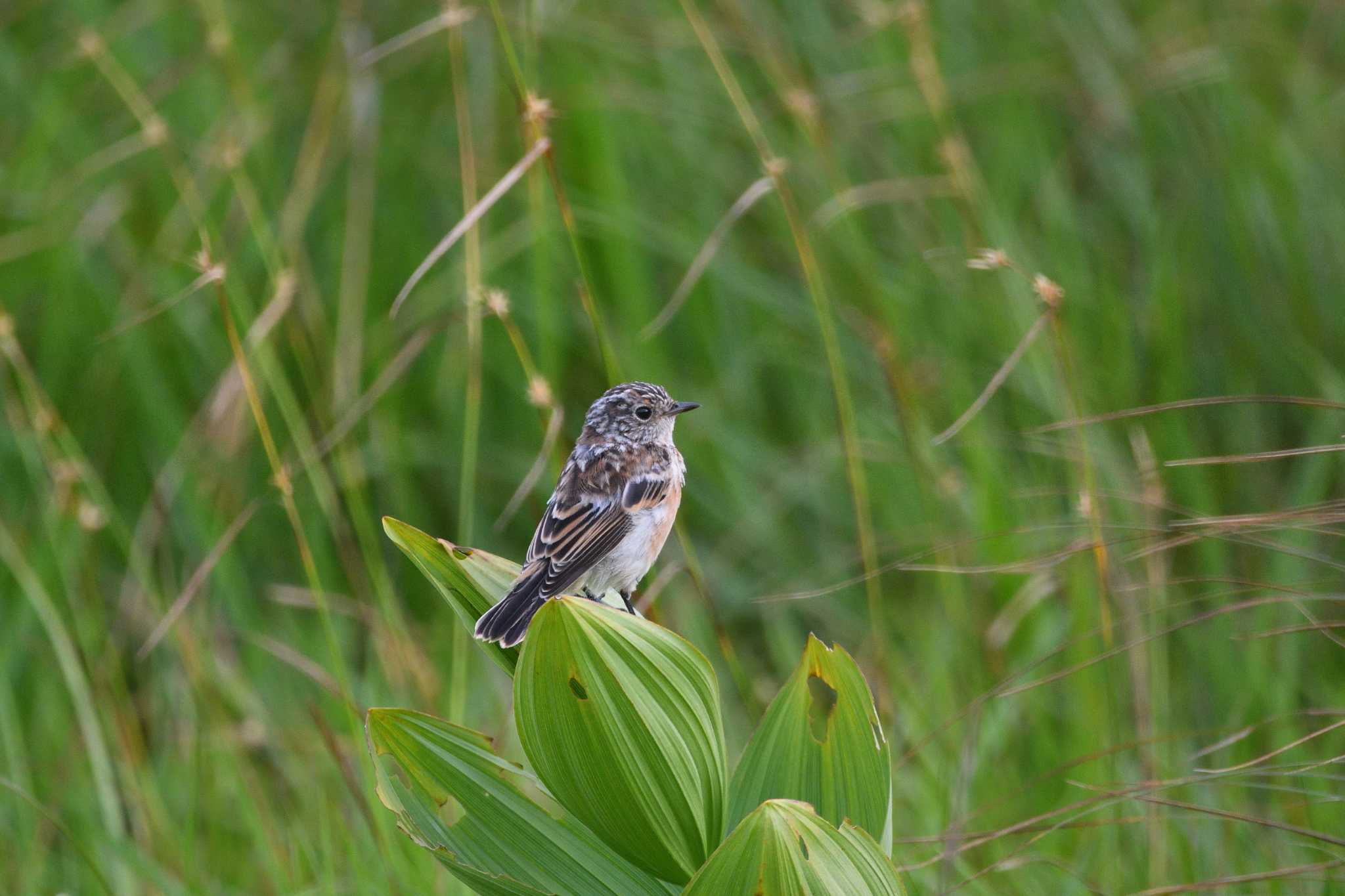 Amur Stonechat