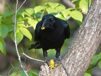 Unknown Species さいたま市 Wed, 4/7/2021