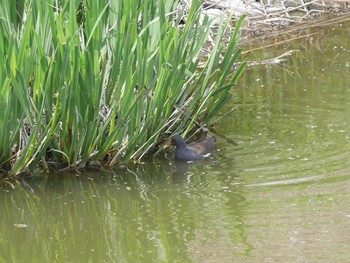 バン 境川遊水地公園 2021年4月8日(木)