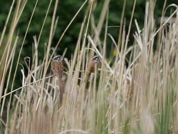 2021年4月8日(木) 境川遊水地公園の野鳥観察記録